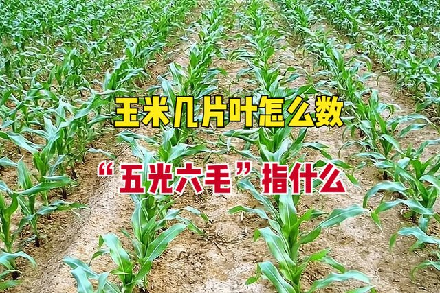 六毛啥意思，六毛五什么意思（2种情况，老农教你别数错了）