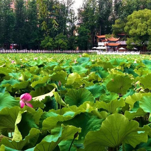 昆明动物园门票，昆明动物园都在哪里（核酸要求开放时间和票价都给你准备好了）