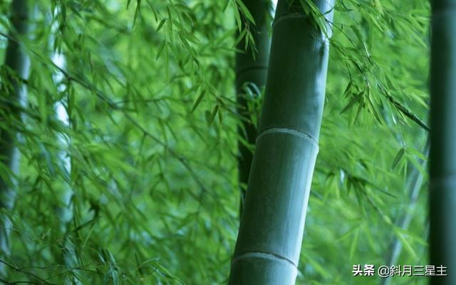 竹子的雅称名字，竹的别称美称（五言律诗.咏竹）