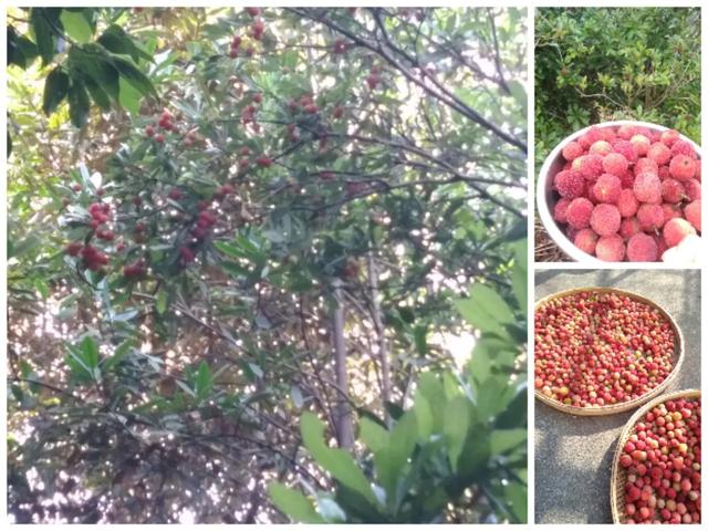 鸡嗉子果泡酒方法，泡鸡子酒处方（儿时的回忆）