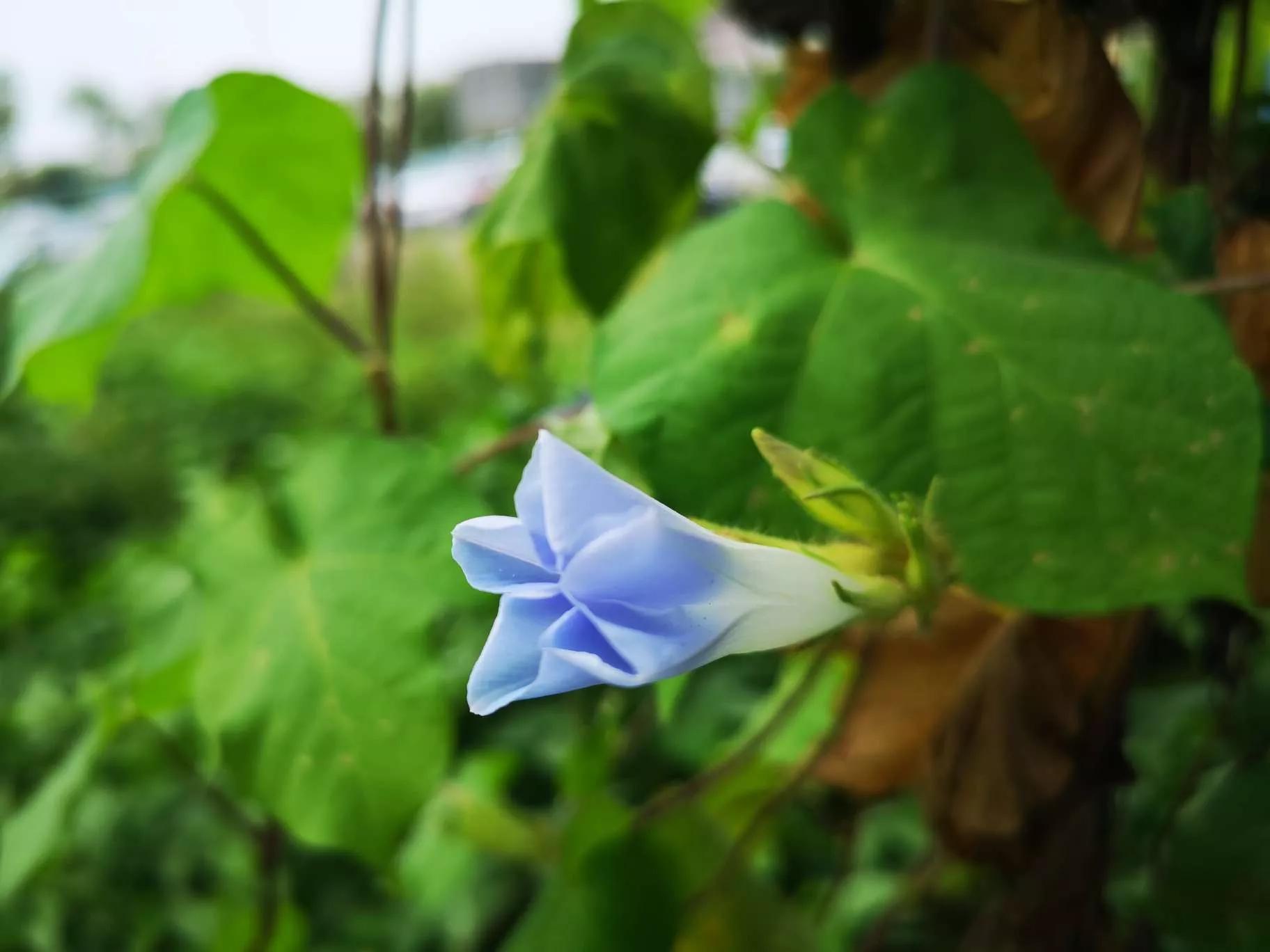 牵牛花图片大全，牵牛花品种大全（与君共赏牵牛花美图大全）