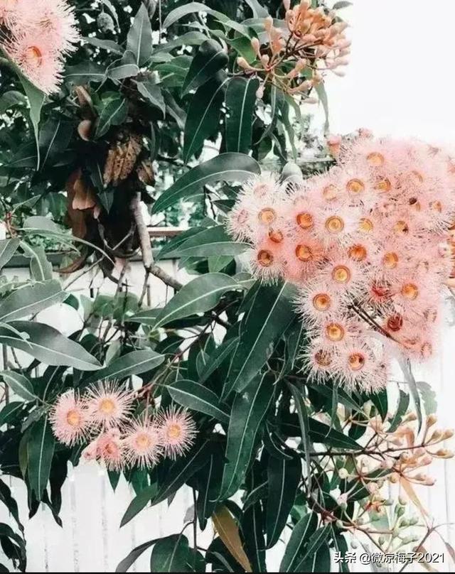 蓝桉青鹧网名，蓝桉青鹧微信昵称（蓝桉，我的温柔只给你一人）