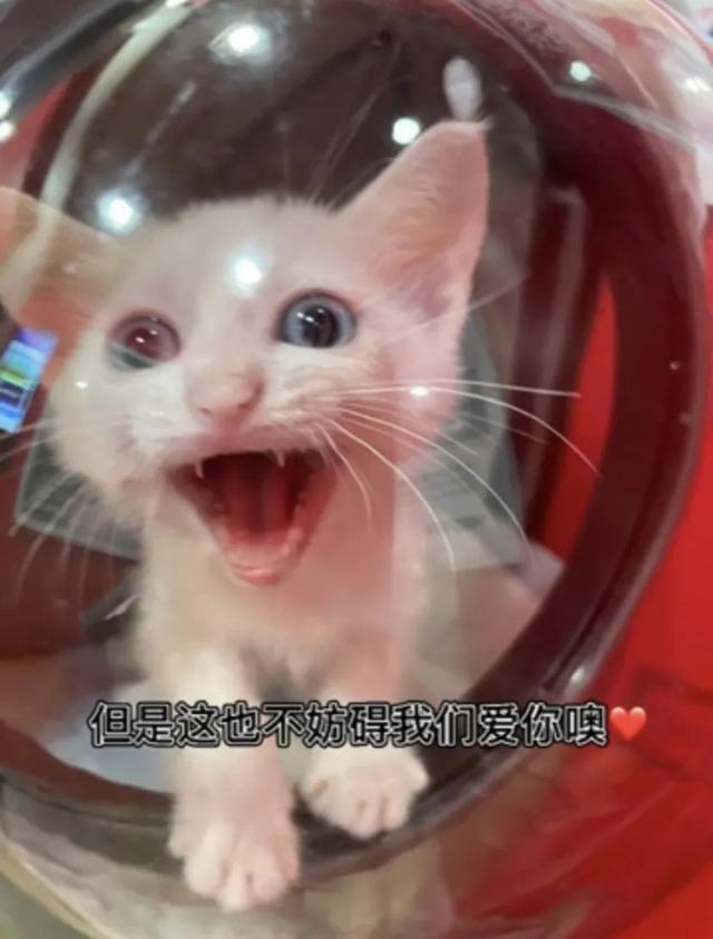 timi是什么意思，timi中是什么意思（“养了一只患有听力障碍的小猫咪）