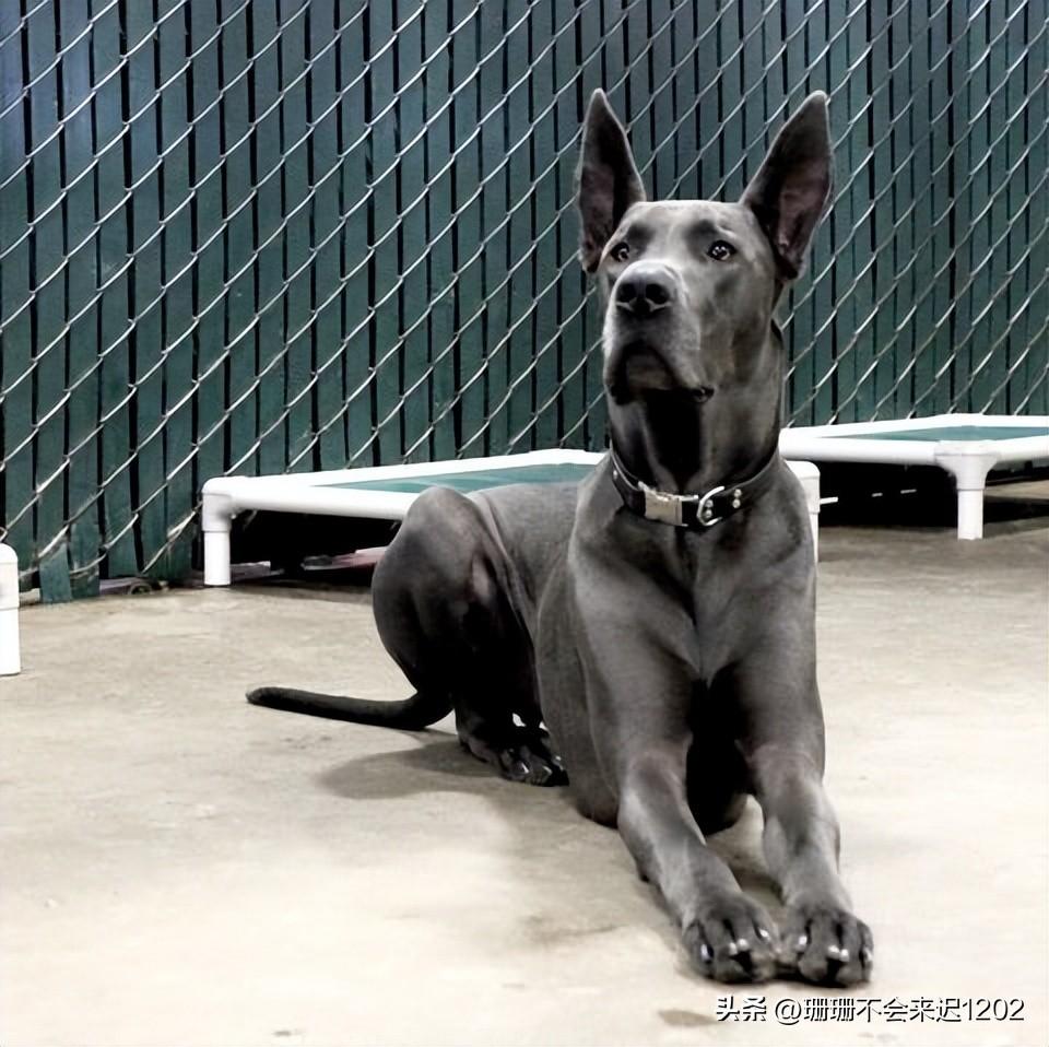 中大型犬品种大全,种最强壮的犬种 - 玉三网