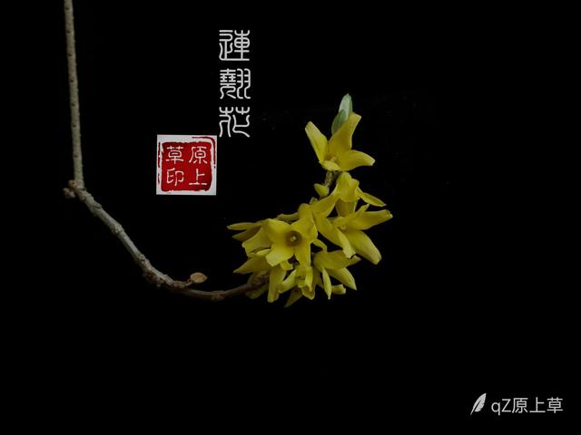 连翘的花语是什么，连翘花是什么花（降香懒画蛾眉春”——连翘花）