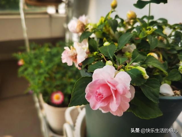 水梅花的养殖方法和注意事项，水梅花的养殖方法（非洲凤仙，值得拥有）