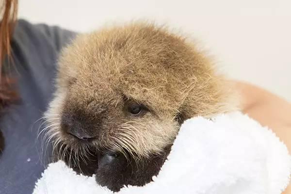 海懒和水獭的区别，海獭和水獭哪个厉害（生物圈的黑暗王者）