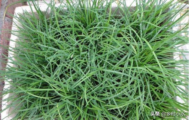 菲菜怎么做好吃，韭菜的做法有哪些（在家用泡沫箱种韭菜）