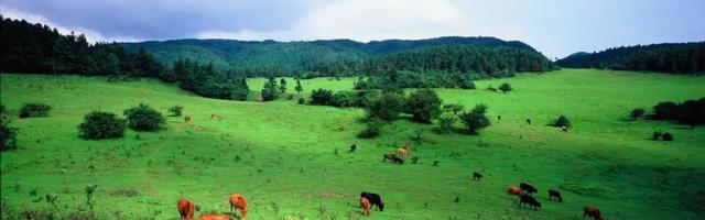 重庆仙女山景点介绍，重庆仙女山有哪些景点值得去（一个美得不可方物的人间仙境）