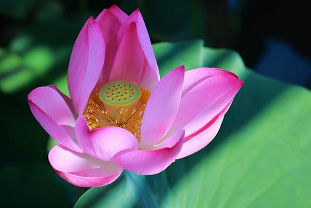 花，花好月圆人长久（72种鲜花欣赏图片）