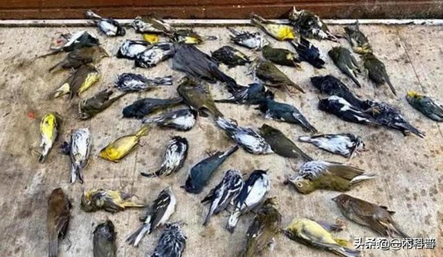 怎样做鸟窝，怎样做鸟窝,怎样用树枝做个鸟窝（下雨天鸟类要如何避雨）