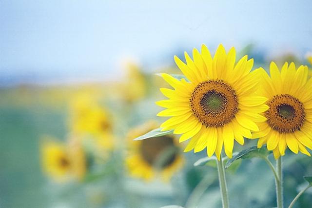 为啥男生一见面都想接吻，男人见面就喜欢亲吻是什么情况（是男人深爱女人的证明）