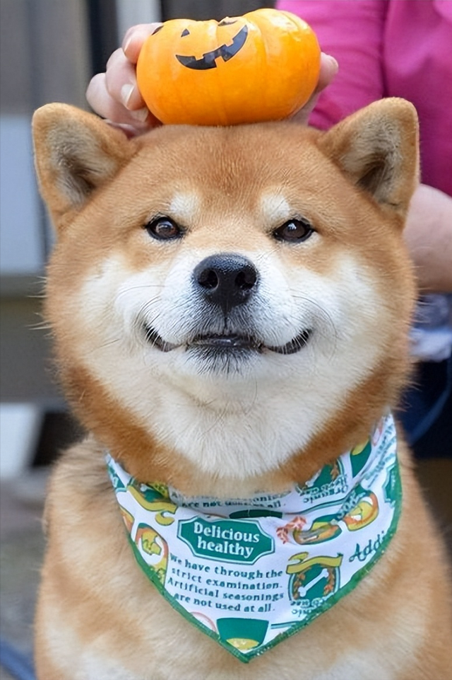 纯种柴犬多少钱,柴犬多少钱一只(纯种柴犬多少钱一只)