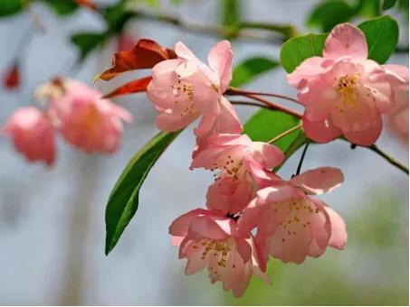 梧桐花的花语和寓意，爱校园——花花世界