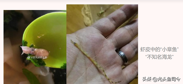 虾皮能吃吗，大虾皮可以直接吃吗（虾皮中吃出二级保护动物）