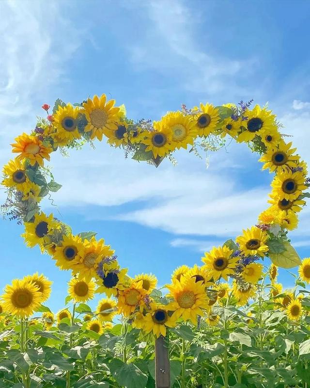 动漫海边（向日葵）少女，微信头像，动漫海边（向日葵）少女（听说每个喜欢向日葵的女孩）