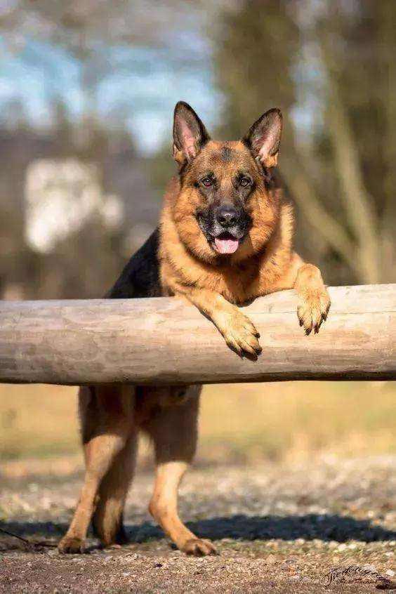 最安静的狗排行，适合家养的安静的狗狗（推荐7种很“通人性”的狗狗）