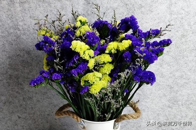 白杜鹃花语，白花杜鹃花语（300种花的寓意和花语）