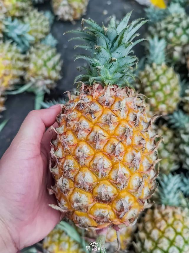 广西的特产水果有哪些，广西的特产有什么水果（满足水果控们的所有期望）