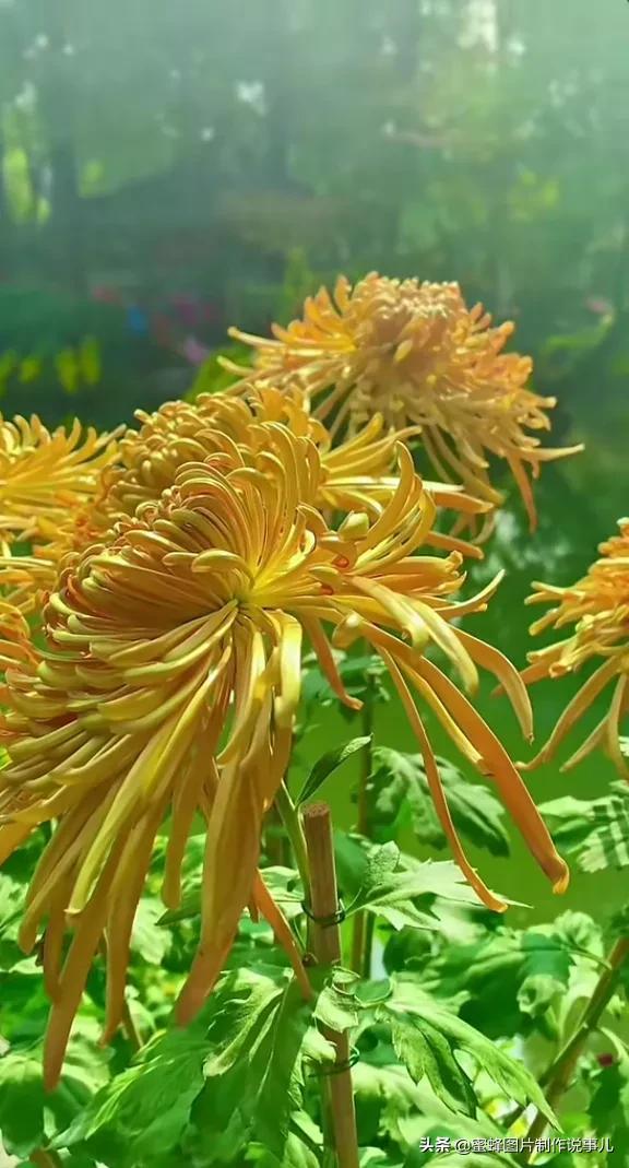 美图，可做壁纸，可以做壁纸的图片 唯美（愿你的生活像花一样灿烂）