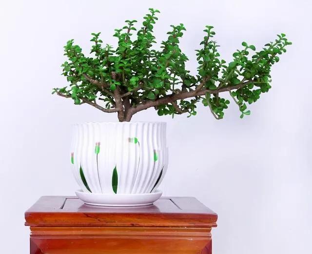 家里养黄杨会带来什么情况，大叶黄杨适合栽家里吗（4种“富贵花”越养越值钱）