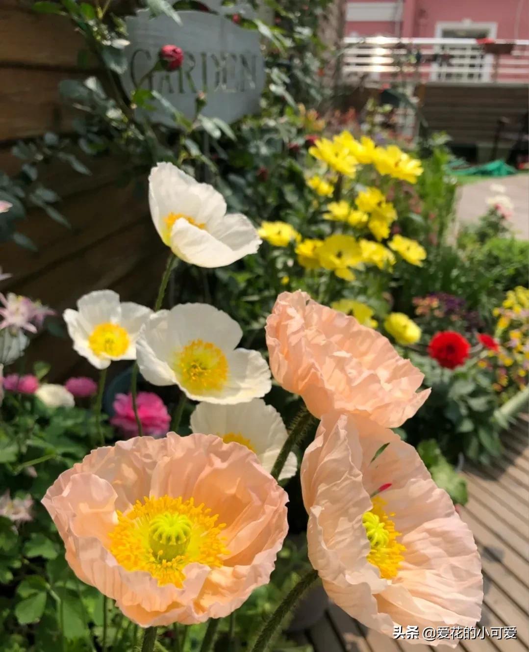 各国的国花是什么花，世界各国的国花是什么（一花一世界‖世界各国的国花你知道多少）