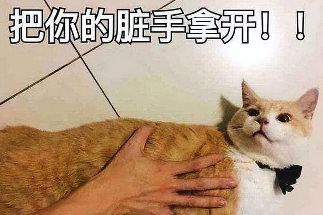 幼猫养不活的特征，新手养猫注意事项（猫咪“养不熟”的6个表现）