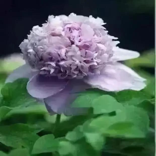 牡丹有哪些品种，牡丹有哪些品种(要名称)（精美绝伦的牡丹花十大品种图片欣赏）