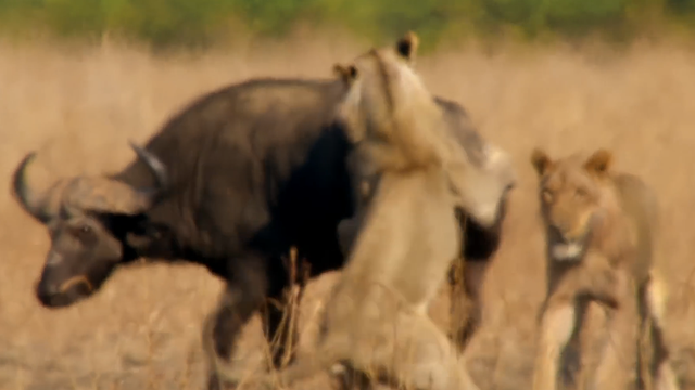 野生动物之野牛，非洲野牛和狮子谁厉害（被狮群围攻后上演绝地反击）