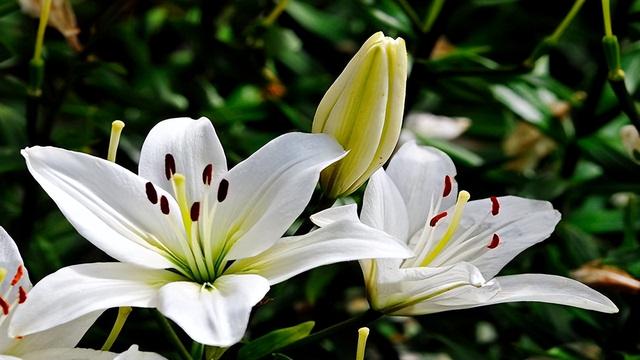 室内什么花香好闻又清香，室内什么花香味最好闻（而且开花香味十足）