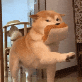 【沙雕狗狗头像】微信，【沙雕狗狗头像】（狗狗沙雕动图表情包 ​​​）