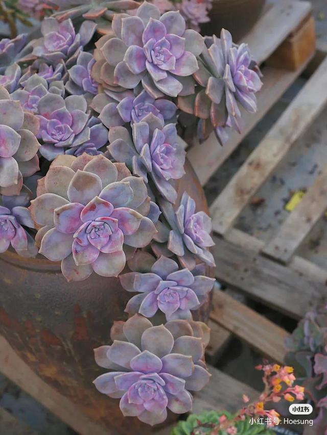养着省心颜值高又爱长爆盆的多肉，这些多肉大普货