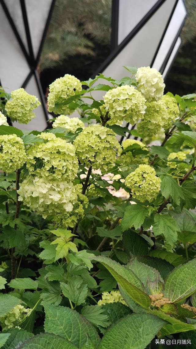 深圳市仙湖植物园，深圳仙湖植物园适合夏天逛吗（深圳仙湖植物园现场实拍图来了）