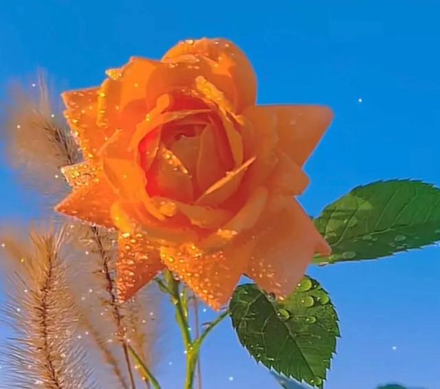 唯美花朵，唯美花朵图片（唯美清新的花朵图片）