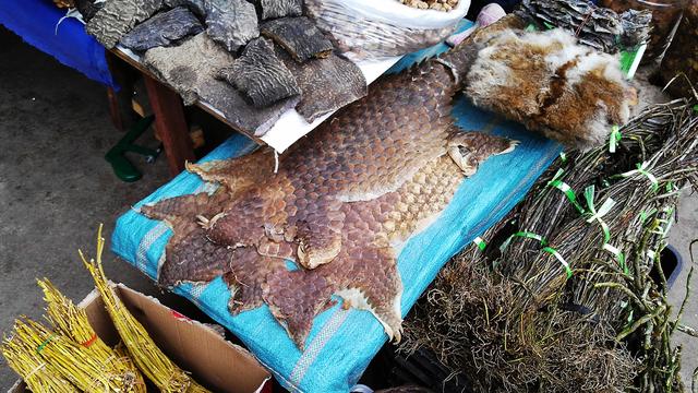 小勐拉属于哪个国家，小勐拉对面是中国哪里（初哥去过那个嘎腰子的缅北）