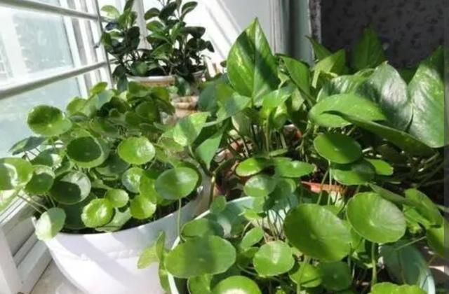 鲜花营养液自制，如何简单调制鲜花营养液（自制4种养花“营养液”）