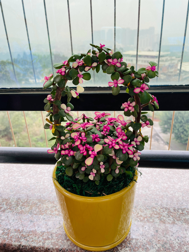 室内养什么花最好，适合家里养的18种花（空气质量高很美观）