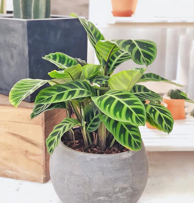 室内养什么花最好，适合家里养的18种花（空气质量高很美观）