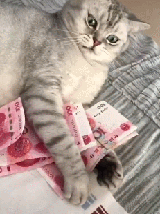家里养猫对人的身体有什么危害，屋里养猫对人巨大的坏处是什么（养猫有这6种坏处，你能接受吗）