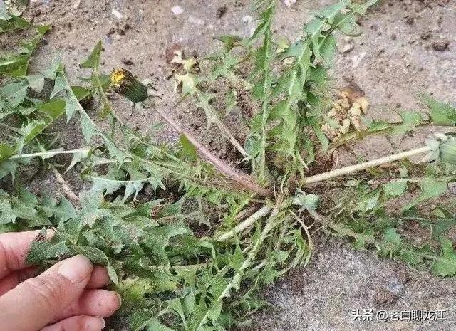 婆婆丁是什么，婆婆丁是什么菜图（说说婆婆丁）