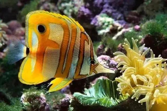 100多种神仙鱼欣赏，鳕鱼图片大全