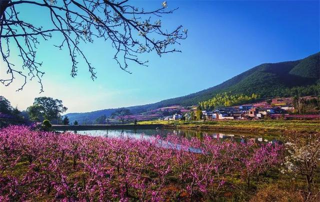云南花海旅行记，春天，来云南与七彩花海相遇