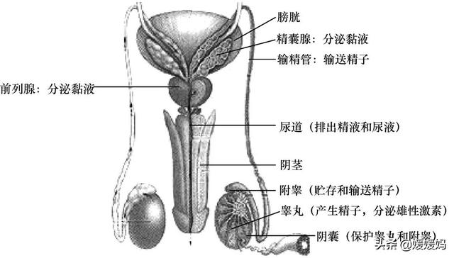 草履虫的结构，草履虫的结构层次模式图（应考技巧丨初中生物识图题常用结构示意图）