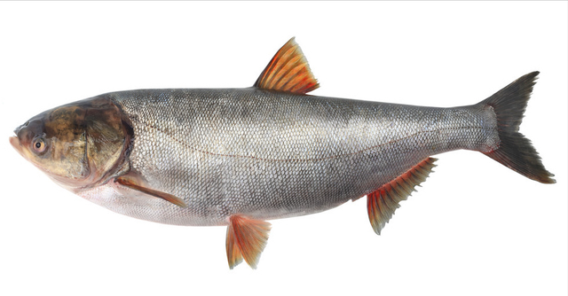 什么鱼适合清蒸，什么鱼适合蒸（带你认识不同的鱼和吃法）