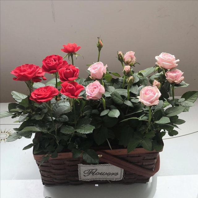 10种不吉利的花，5种花越养越“不吉利”