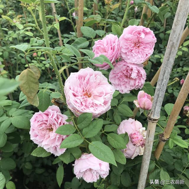 月季花的生长过程，月季从播种到发芽、长叶、开花的全过程（附带图片大全和种植方法）