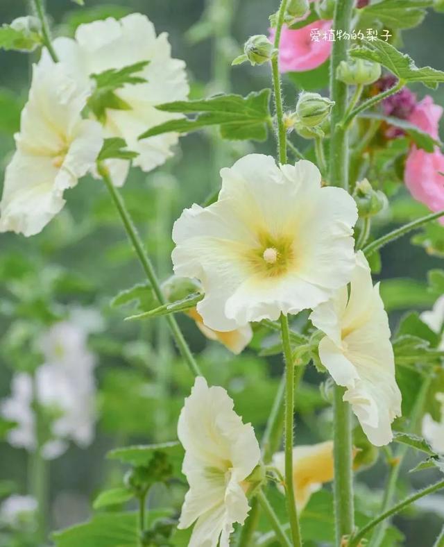 春天开的常见的花，春天开的常见的花图片（超齐全的播种时间表）