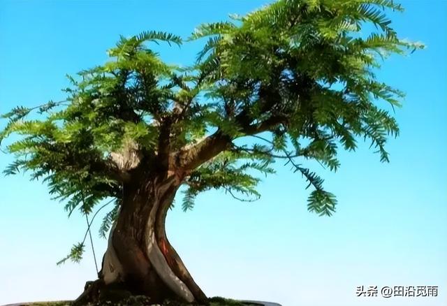 红豆杉修剪方法图解，红豆杉的修剪（临水、悬崖、斜干、曲干最漂亮）