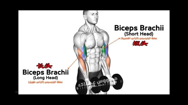 快速练好肱二头肌锻炼方法，快速练肱二头肌的方法（肱二头肌怎么练）