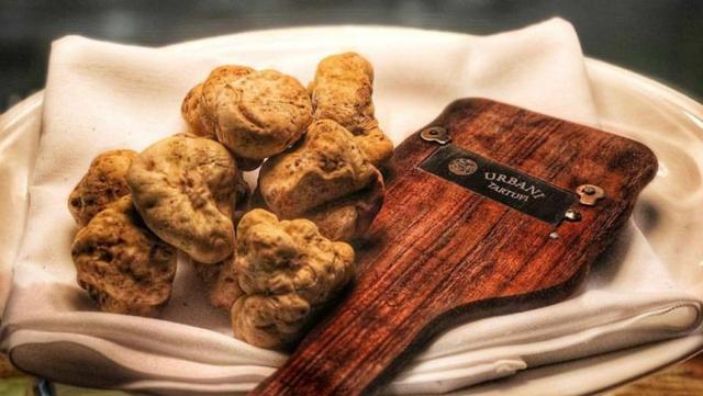 食用菌菇类十大排名，十大最好的菌菇排名是什么（盘点世界上最贵的菌菇）